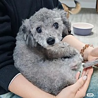 adopt-pet
