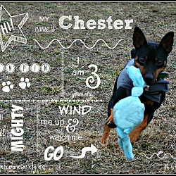Thumbnail photo of Chester #3