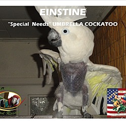 Thumbnail photo of “Einstein” Special needs #1