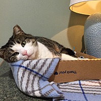 adopt a pet