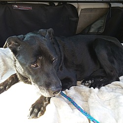 Thumbnail photo of Nikki - being fostered in CT! #1