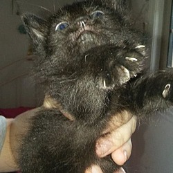 Thumbnail photo of Panther #2