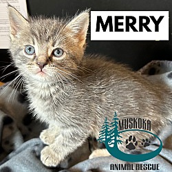 Thumbnail photo of Merry #1