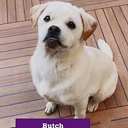 Thumbnail photo of Butch #2