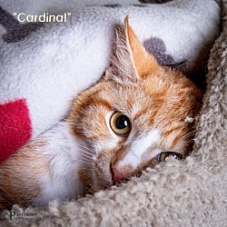Photo of Cardinal