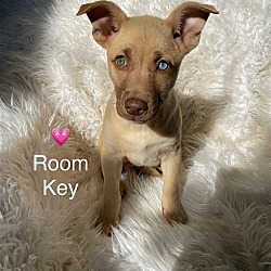 Photo of Room Key