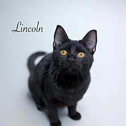 Thumbnail photo of Lincoln #2