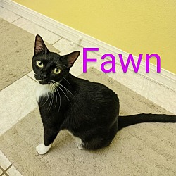 Thumbnail photo of Fawn #1
