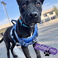adopt a pet