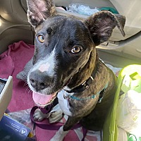 adopt a pet