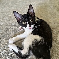 adopt a pet