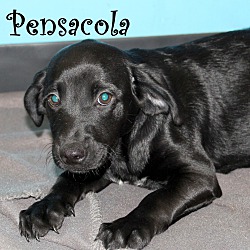 Thumbnail photo of Pensacola ~ meet me! #1