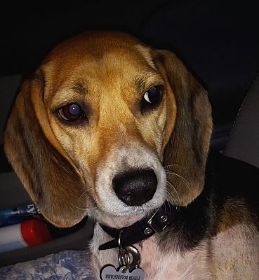 Houston, TX - Beagle. Meet Dulce - special a Pet for Adoption ...