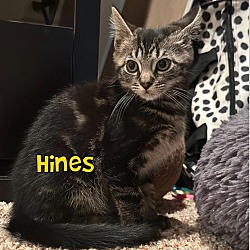 Photo of Hines