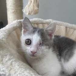 Photo of Noland (Centerville eye kitten)