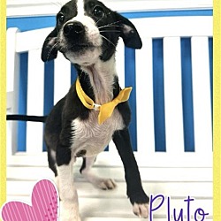 Photo of Pluto - Precious Pup!