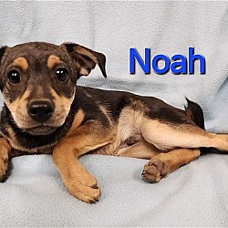 Photo of Noah