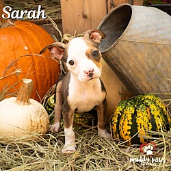 Thumbnail photo of Hocus Pocus Litter: Sarah #2