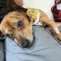 adopt a pet