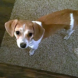 Columbus, OH - Beagle/Chihuahua. Meet Penelope a Pet for Adoption ...