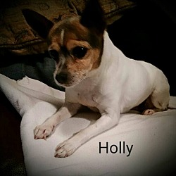 Thumbnail photo of Holly #1