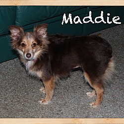 Thumbnail photo of Maddie #2
