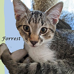 Thumbnail photo of Adopt Young FORREST! #2