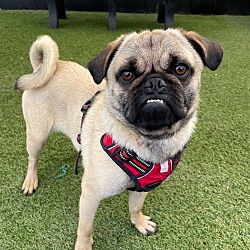 Photo of Zorro