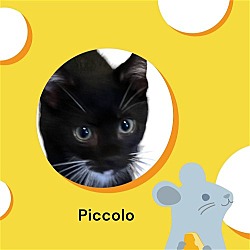 Photo of Piccolo