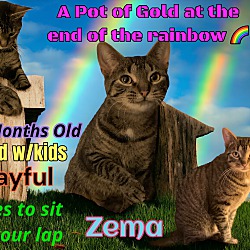 Thumbnail photo of Zema #1