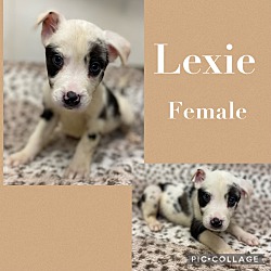 Photo of Lexie 2 meet 5/10