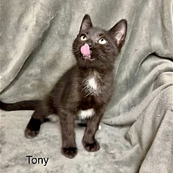 Photo of Tony