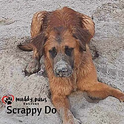 Thumbnail photo of Scrappy Do (Courtesy Post) #2