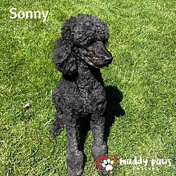 Photo of Sonny (Courtesy Post)