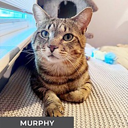 Thumbnail photo of Murphy #1