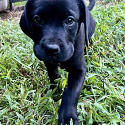 Thumbnail photo of Lab Mix Pups! -Rockstar Litter #2