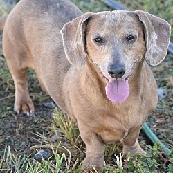 Thumbnail photo of Harley and Sparkle in TN(bonded pair) #3