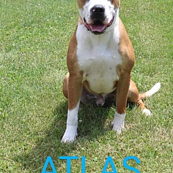 Thumbnail photo of Atlas #2