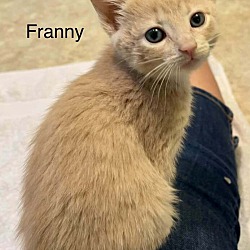 Thumbnail photo of Frannie #1