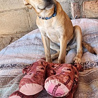 adopt a pet