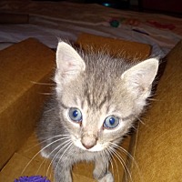 adopt a pet