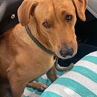 adopt a pet