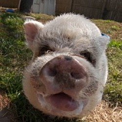 Thumbnail photo of Pigs #1