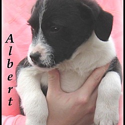 Thumbnail photo of Albert-Adoption Pending #2