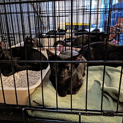 Photo of Seven Kittens Need Homes