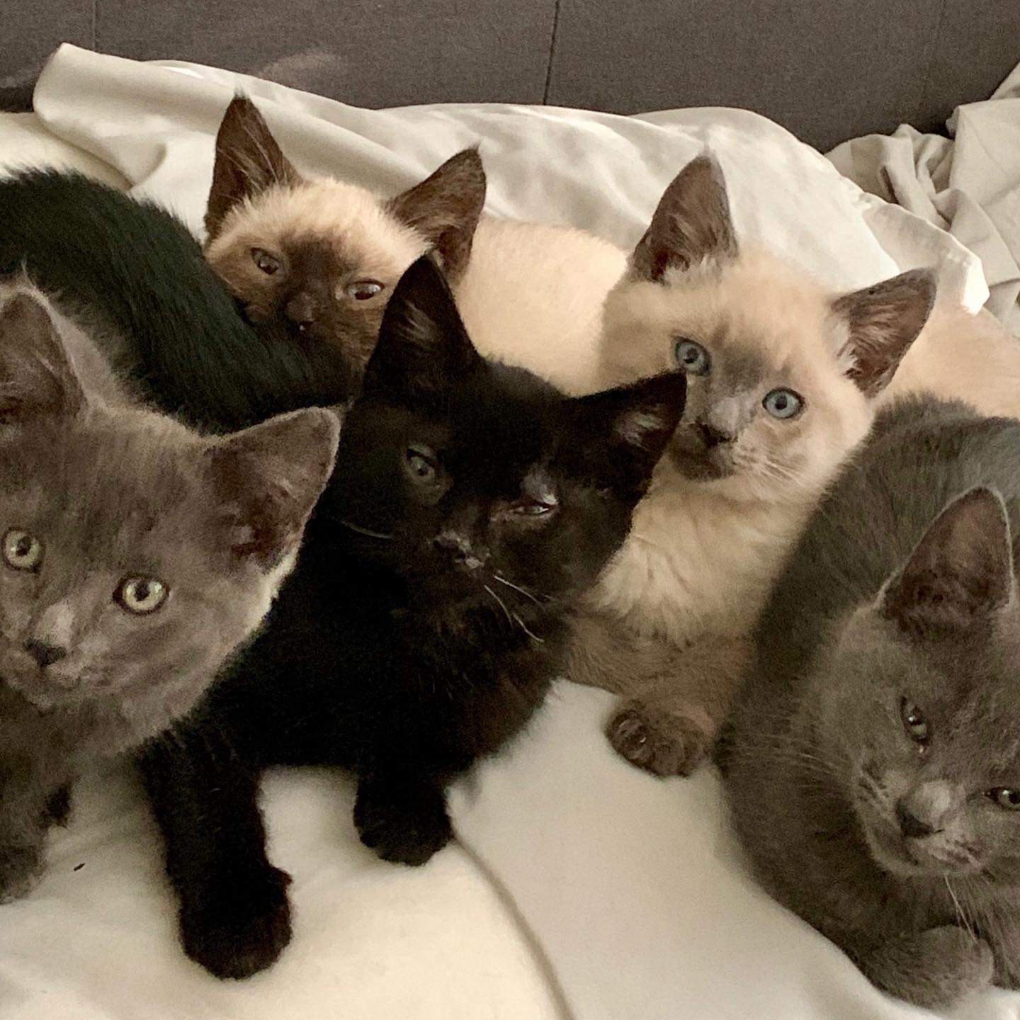 Adopt Russian Blue Mix Kittens A Gray, Blue Or Silver ...