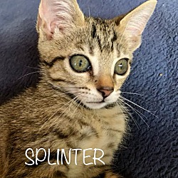 Photo of Splinter (Adoption Pending)
