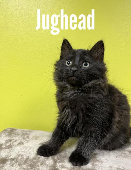Photo of Jughead