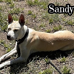 Thumbnail photo of Sandy #4
