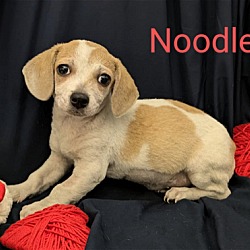 Photo of Noodle
